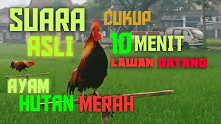suara ASLI berkokok ayam hutan SULAWESI cocok untuk pancingan #ayamhutan #ayamhutansulawesi