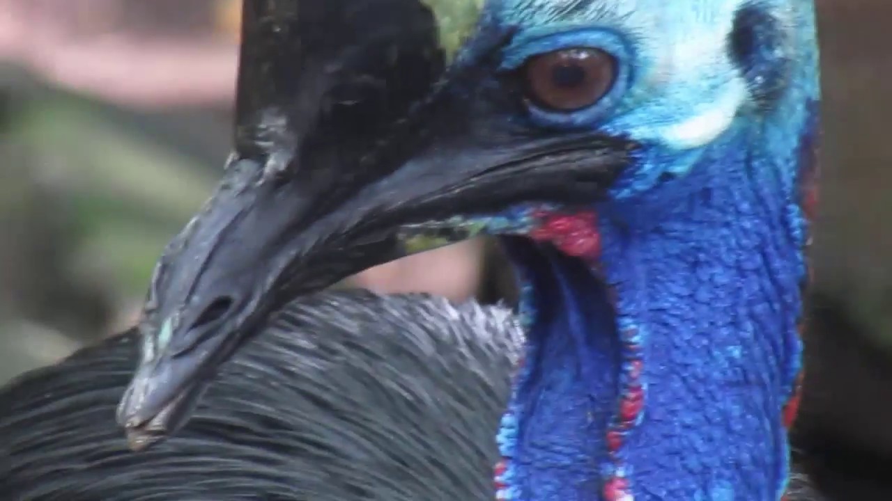 Burung Kasuari Cassowary Casuarius Casuarius At Surabaya Zoo