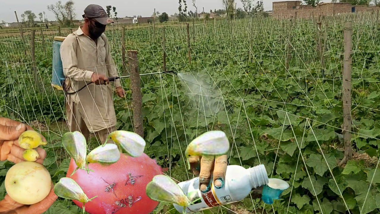 fruit fly control Cucumber diseases and treatment whitefly insect control fruit fly spray