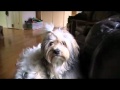 Lowchen Howling の動画、YouTube動画。