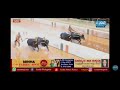 Iruvail panila vs boladaguttu final puttur jodukare kambala