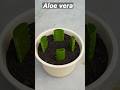 Growing aloe vera tree from leaf cuttings aloevera shorts