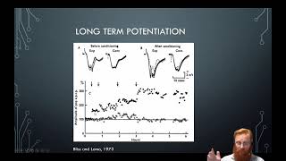 Neural Plasticity 2 - LTP
