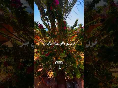 قول عليا اللي متقالش في بشر اكسبلور حلات ذواقه اقنباسات  ترند اقتباسات