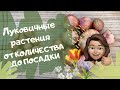 Луковичные растения. От количества до посадки.