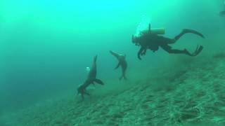 Sea lions in Santa Barbara Island - Oct 2012 - Part 6