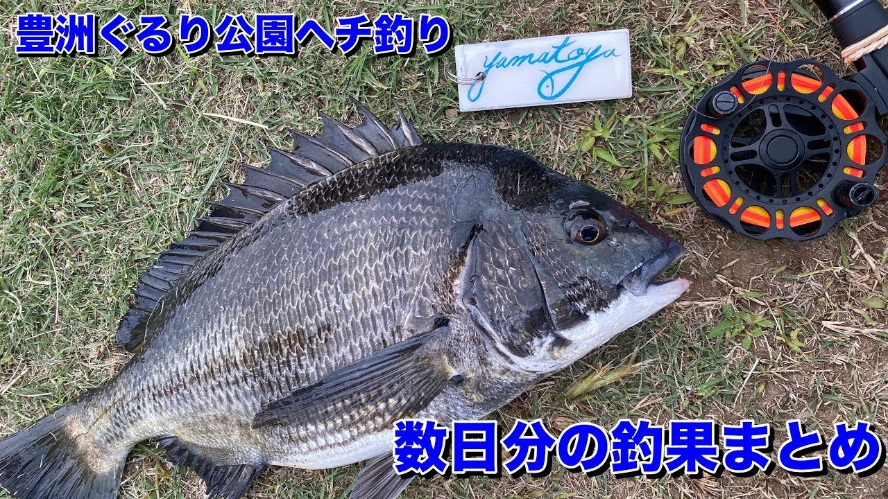 大和屋 まとめて数日分 豊洲ぐるり公園ヘチ釣り Youtube 大和屋 まとめて数日分 豊洲ぐるり公園ヘチ釣り Youtube