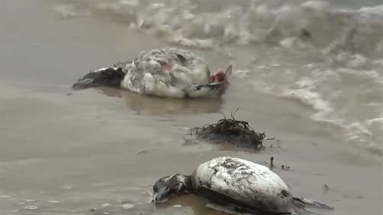 Bird flu cases confirmed after dozens of birds found dead on beach ...