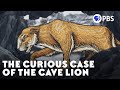 The Curious Case of the Cave Lion