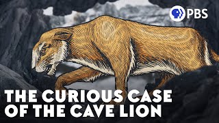 The Curious Case of the Cave Lion