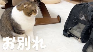 家族とお別れしたパパ猫…涙