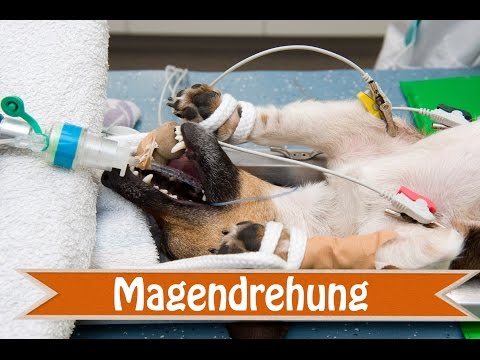 Absoluter Notfall die Magendrehung beim Hund