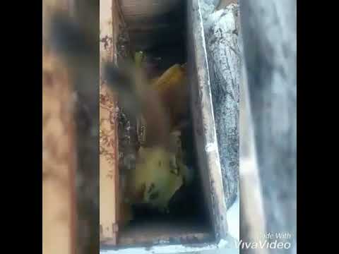 نحل هجين بكفاست و كرنيولي من نحل مؤسسة ترحيني لتربية النحل لمربي نحل الاستاذ علي يونس