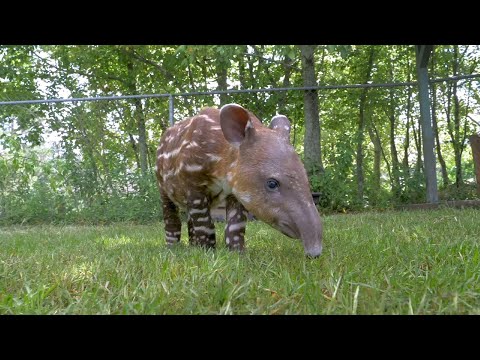 Endangered tapir born at zoo in New Orleans