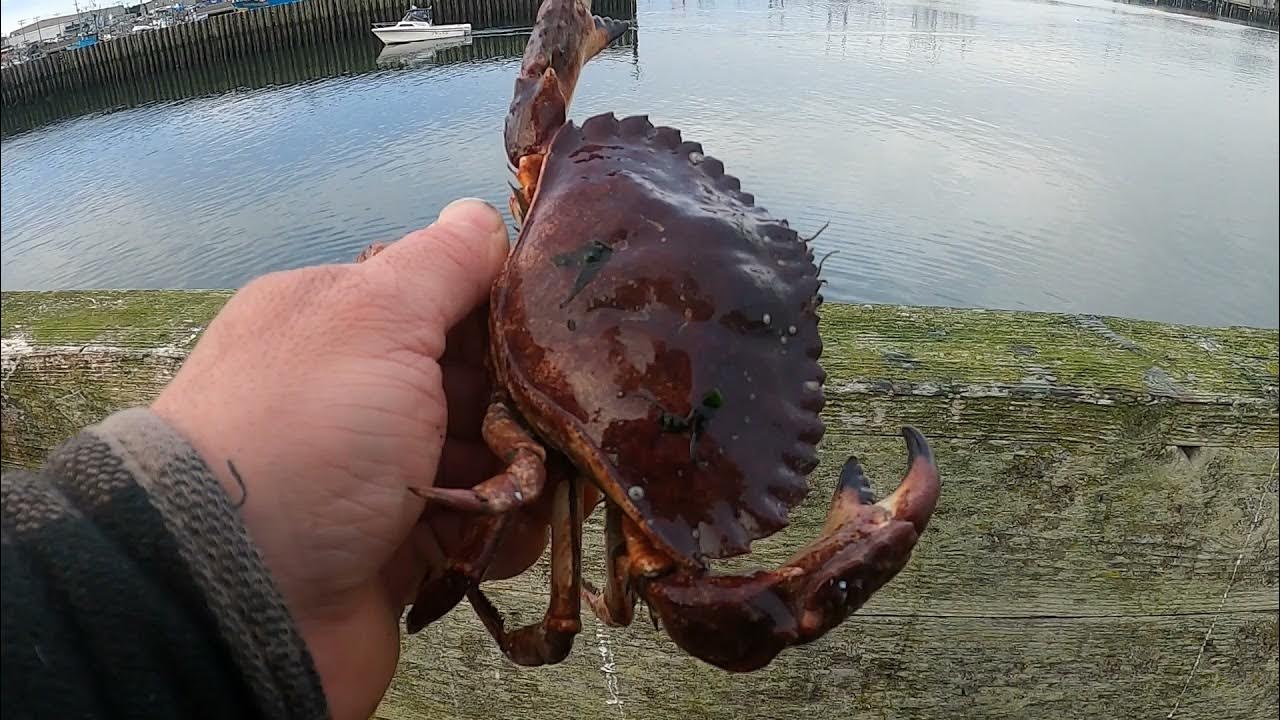 Westport WA Crabbing In September YouTube