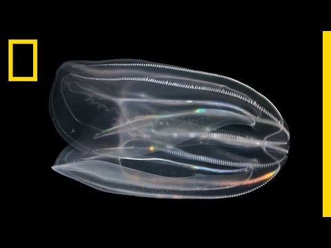 Video: De ce ctenophora prezintă bioluminiscență?