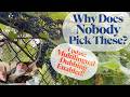 Why Wild Grapes Belong in Every Food Forest. Update: Multilingual Dubbing Enabled!