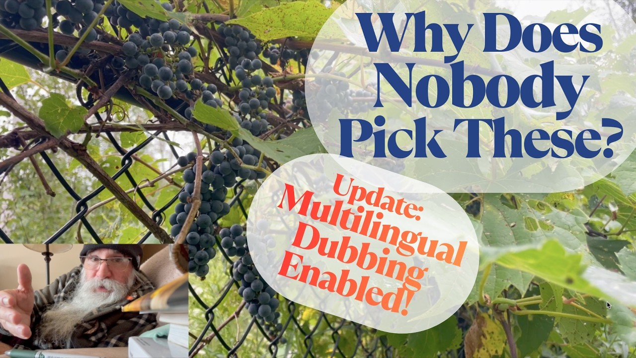 Why Wild Grapes Belong in Every Food Forest