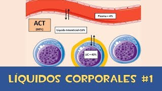 Líquidos corporales #1 💧 - Agua Corporal Total