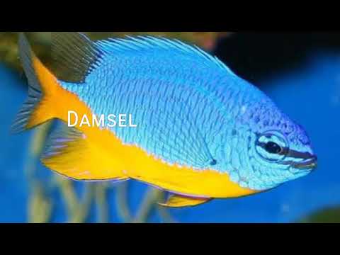 Video: Yeni Başlayanlar İçin Tuzlu Su Balığı: Cardinalfishes (Aile Apogonidae)