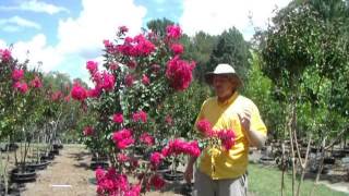 Pink Velour Crape Myrtle