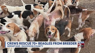 70 Beagles rescued from breeder in Kentucky