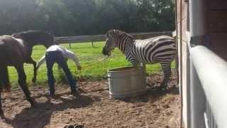 Zebra handling lessons by horse trainer Rick Steed Zebra handling lessons by horse trainer Rick Steed