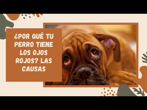 Video: ¿Por qué los coonhounds duermen tanto?