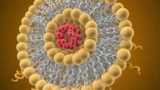 Liposomal Delivery Systems in Cancer Therapy - Creative Biolabs