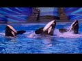 Orca Encounter (Full Presentation) March 14, 2023 - SeaWorld Orlando