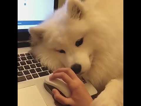Anjing Samoyed Lucu Youtube