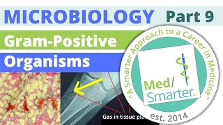 USMLE Step 1 | Microbiology | Gram Positive Organisms | Part 9