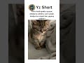 😴💕 Ayakta Uyuyan Yavru Kedi 🐾✨ #keşfet #cat #kedi #cats #catshorts #kedi...