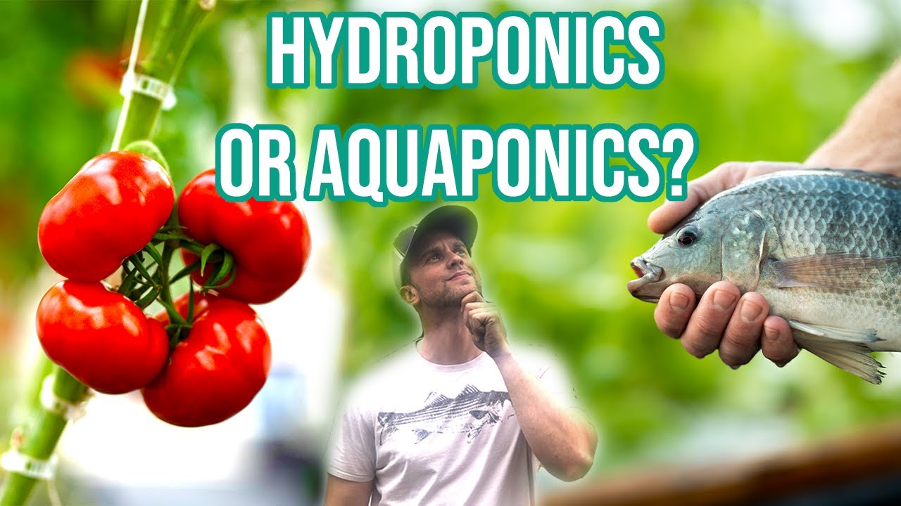 Should I Do Hydroponics or Aquaponics?