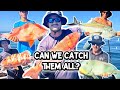 Can we catch EVERY PILBARA 5 STAR FISH?