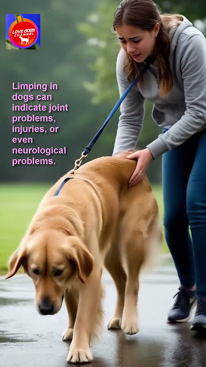 Dangerous Signs In Dogs That Owners Often Ignore !