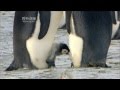 [뽀뽀뽀동물원] 알에서 깨어나는 새끼팽귄 - Baby penguins hatch from their eggs