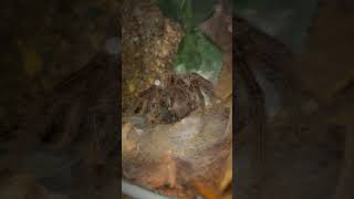 A tarantula’s ITCHY SHIELD against predators  #shorts