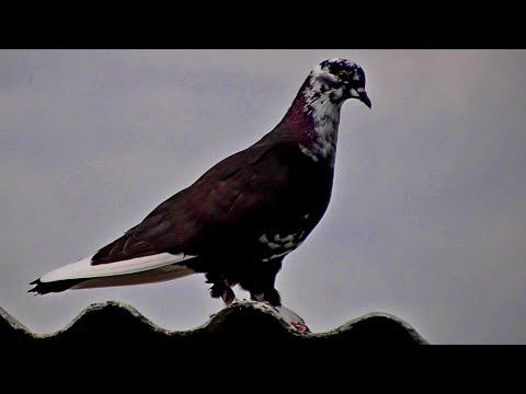 Как заставить Голубя летать Высоко и Долго?