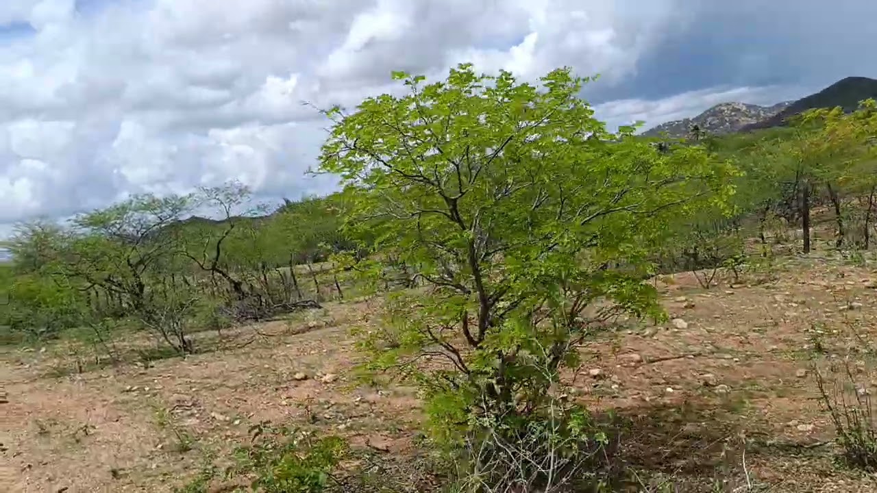 19 de fevereiro de 2026