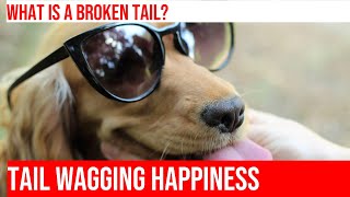 How to Identify Signs of a Broken Tail in Dogs