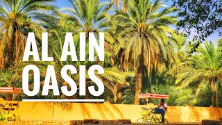 Walk In Al Ain Oasis United Arab Emirates - The Uaes Largest Oasis