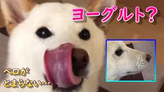 初めてのヨーグルトにベロが止まらなくなってしまった柴犬ノンくん