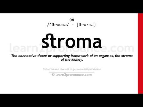 Произношение строма | Определение Stroma
