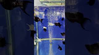 Molly Fish at LK House Fish Farm