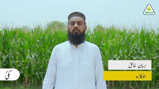 Burhan Khaliq | Okara | Maize Crop | Sarsabz Fertilizers