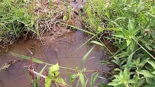 Sony DSC W530 Video Test