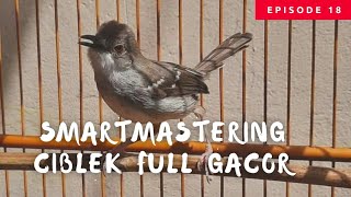 CIBLEK GACOR SMARTMASTERING FULL 1 JAM