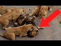 32 Unforgettable Animal Moments CAUGHT ON VIDEO!