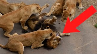 32 Interesting Animal Moments Caught On Video
